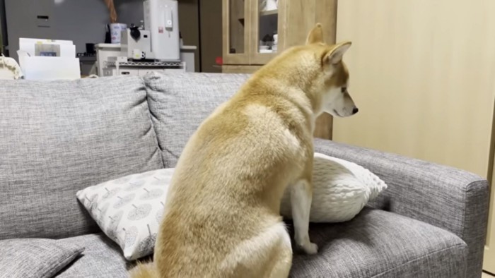 後姿が切ない柴犬