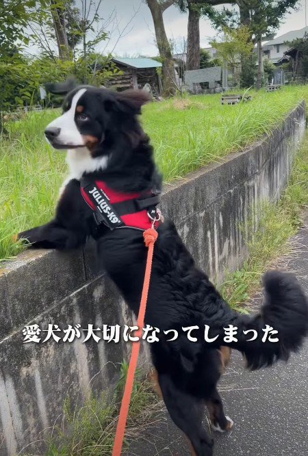 愛犬との時間のほうが大切
