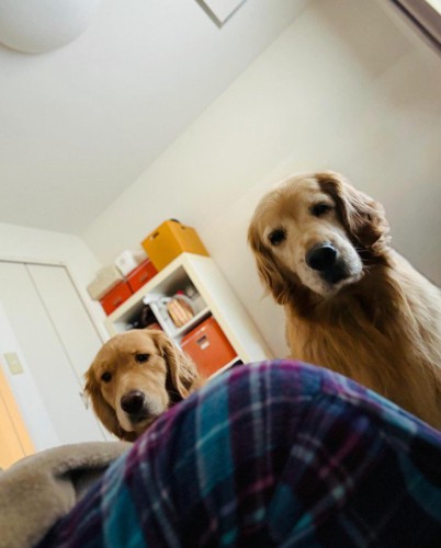 飼い主さんを心配する愛犬たち