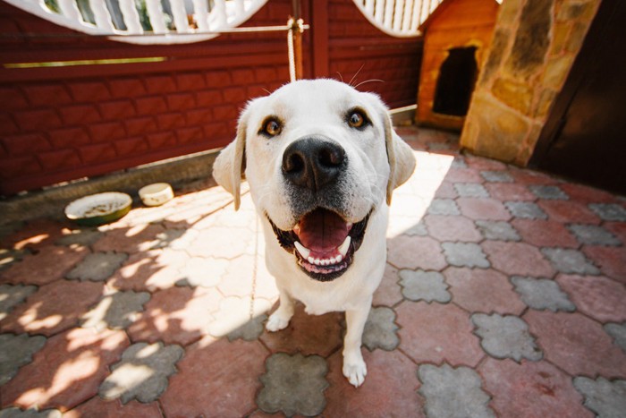 笑顔をみせる犬