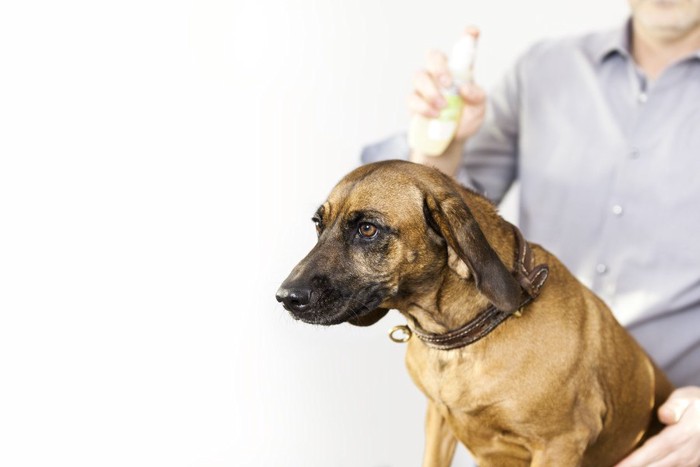 犬とスプレー