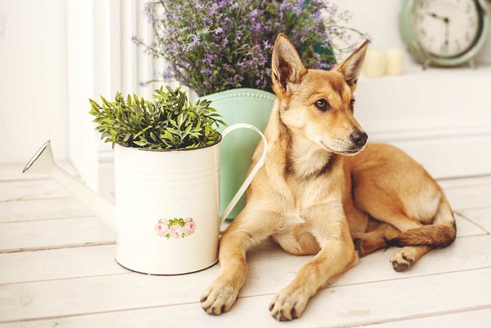 部屋に置かれた植物の横で伏せをする犬