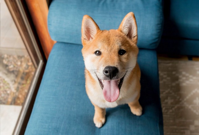 ソファーに座っている柴犬の子犬