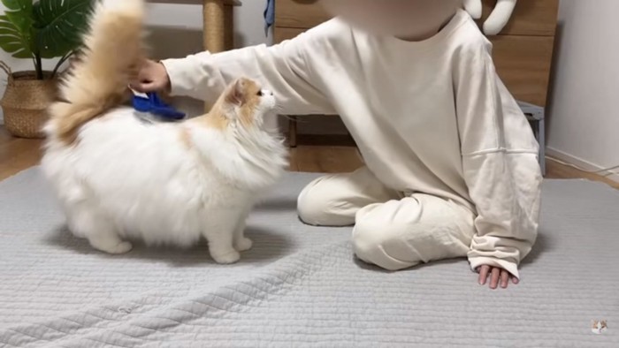 ブラッシングされるレモンさん
