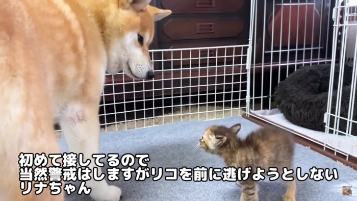 リナちゃんが出てくると…