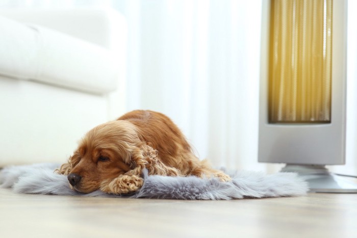 ストーブの前で眠る犬