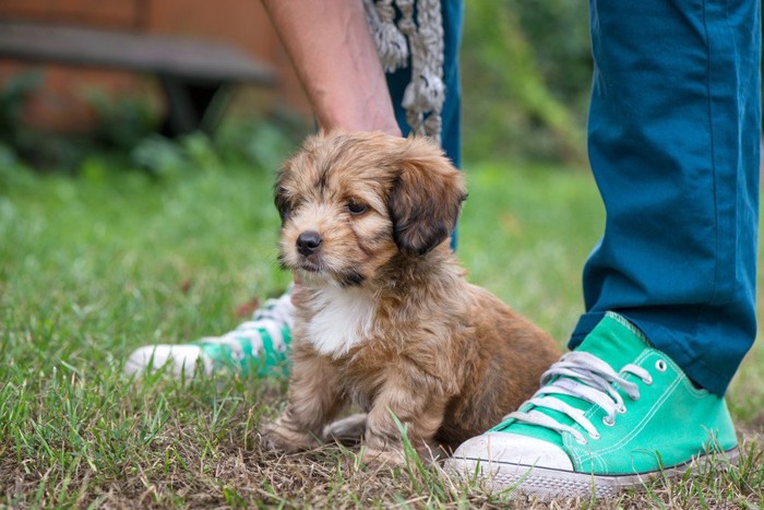 足の間に隠れる子犬