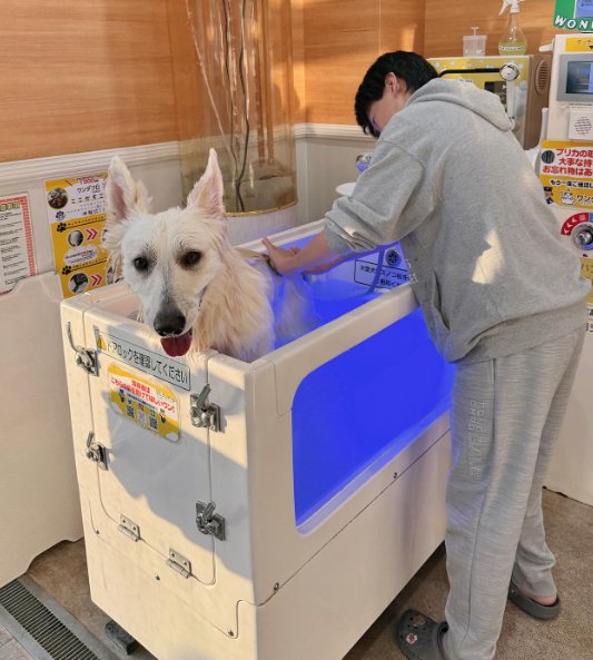 大型犬をシャンプーする子供