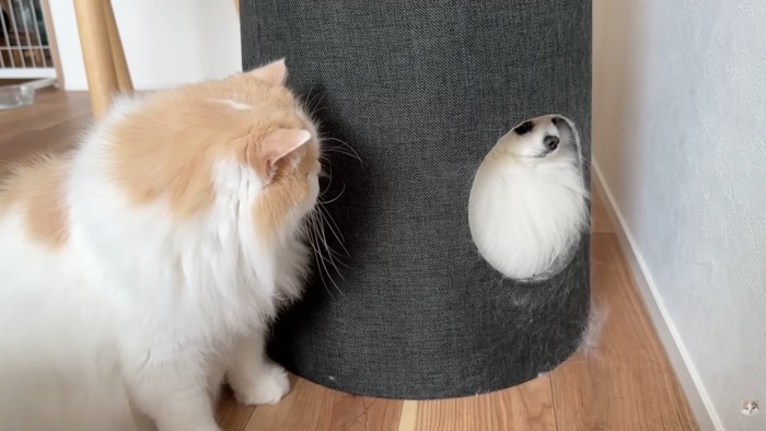 かくれんぼ開始