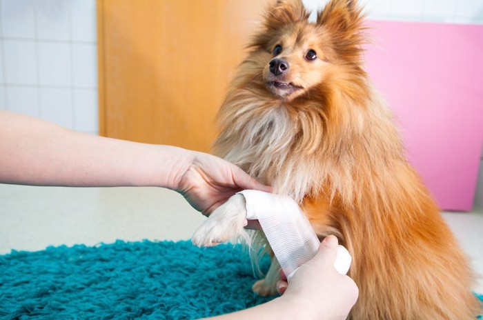 前足に包帯を巻かれている犬