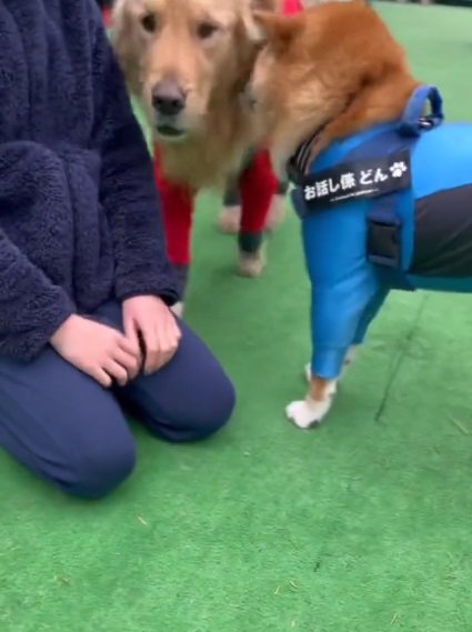 間に割り込むゴールデンさん