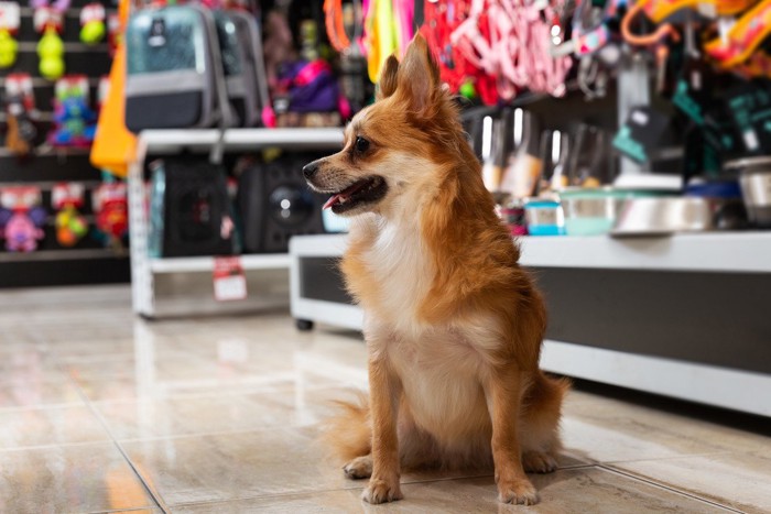 ペットショップ内の犬