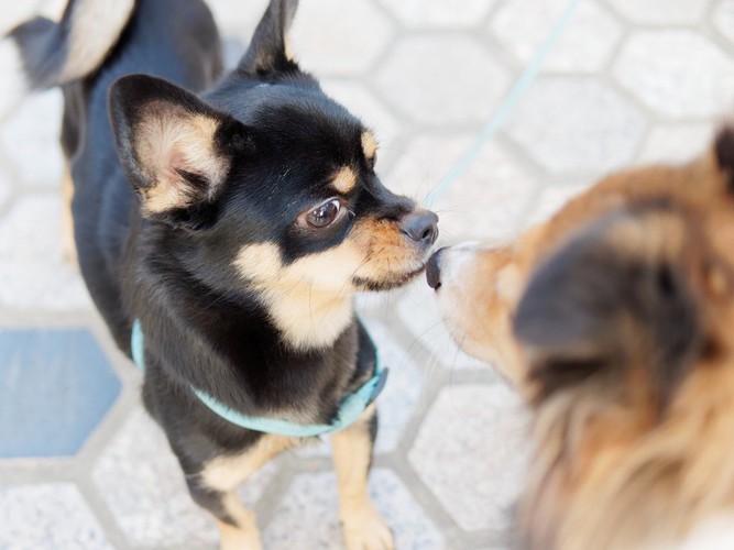 見つめ合う犬2匹