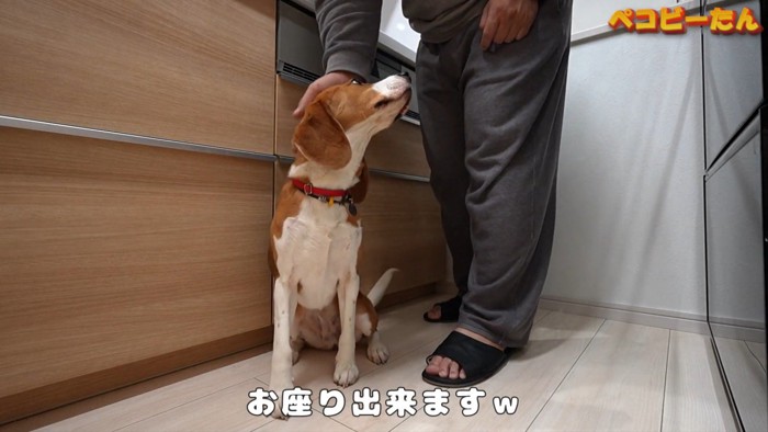 構ってほしくてお座り