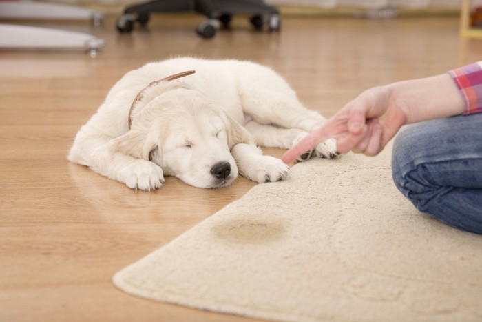 粗相を叱られている犬