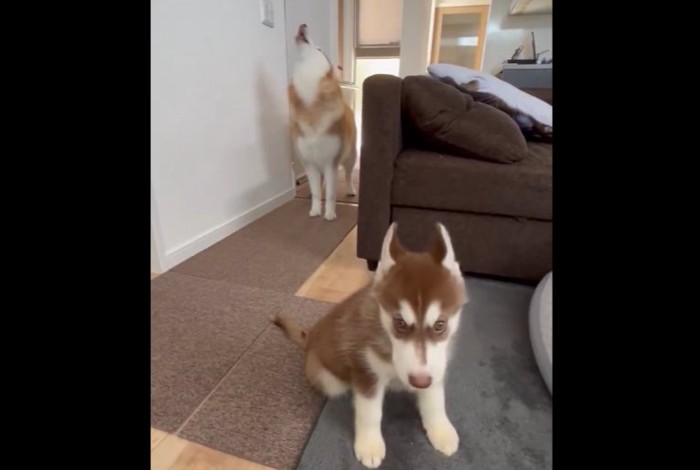 かわいすぎる