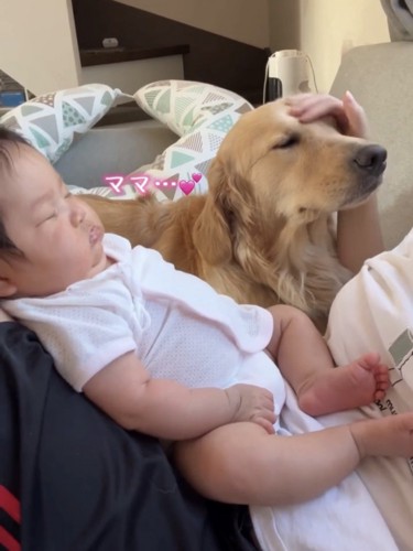 撫でられて目を閉じる犬