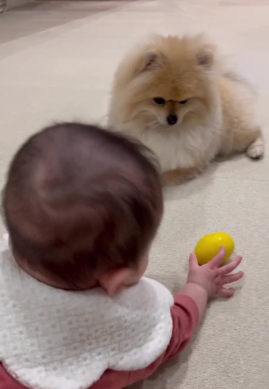 おもちゃを持っている赤ちゃんと犬