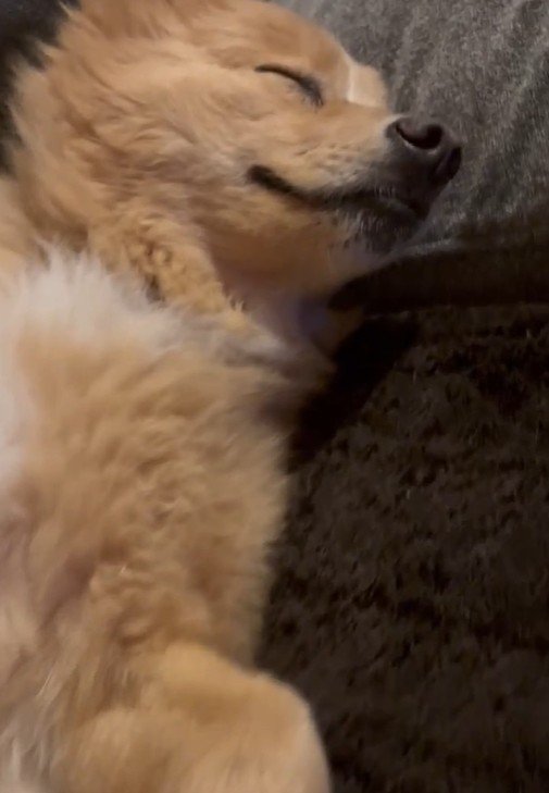 幸せそうにウトウト…♪