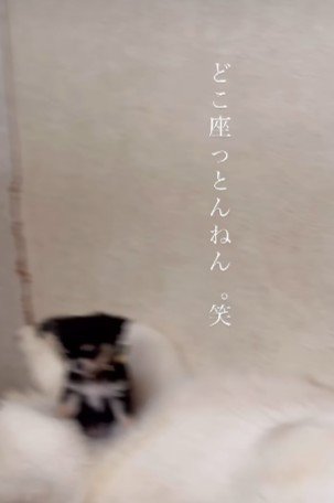 ハスキーの股の上!!