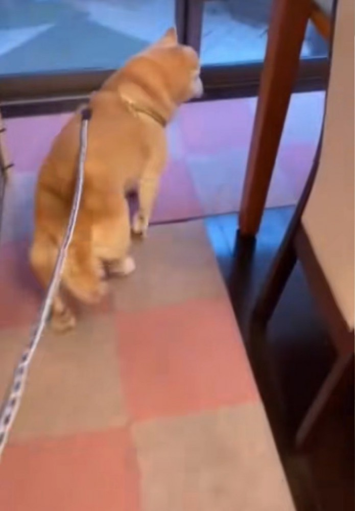 家の中を歩き回る老犬