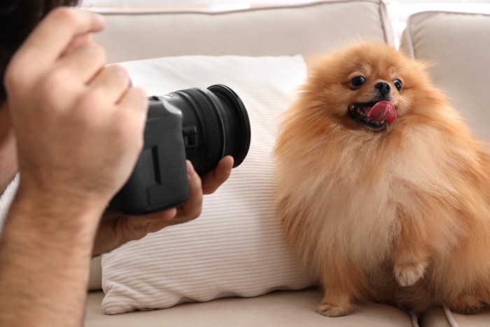 写真撮影されるポメラニアン