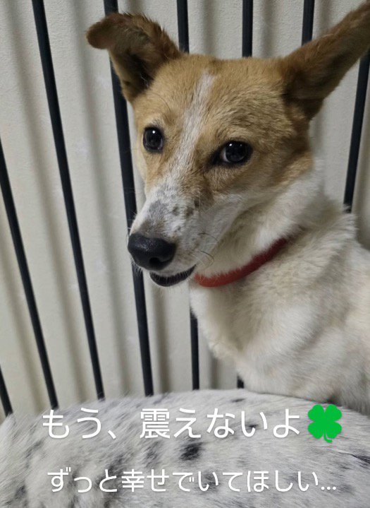 カメラを見つめる茶色い犬