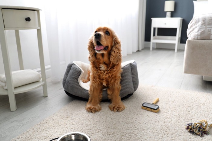 ベッドの上でくつろぐ犬