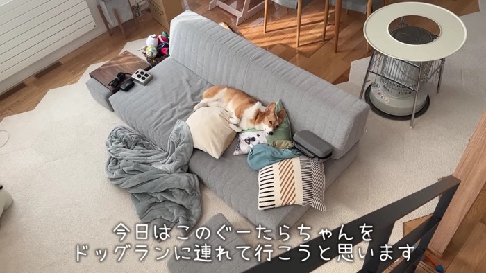 コーギー犬のはなちゃん