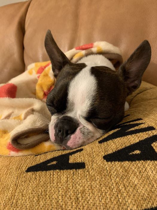 タオルにくるまっている犬