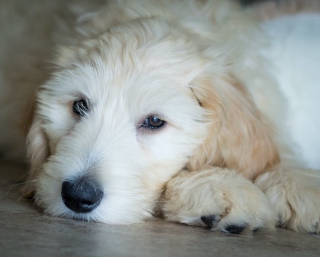 伏せて元気がない白い犬