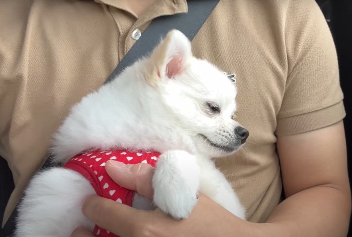 抱っこされて眠る犬