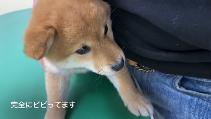 アルちゃんのワクチン接種4