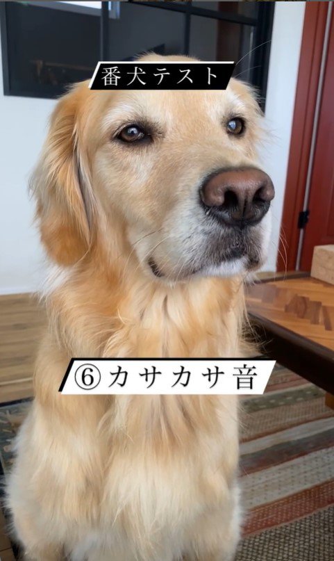 リノちゃんの番犬テスト8