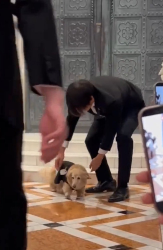 アタフタする犬4