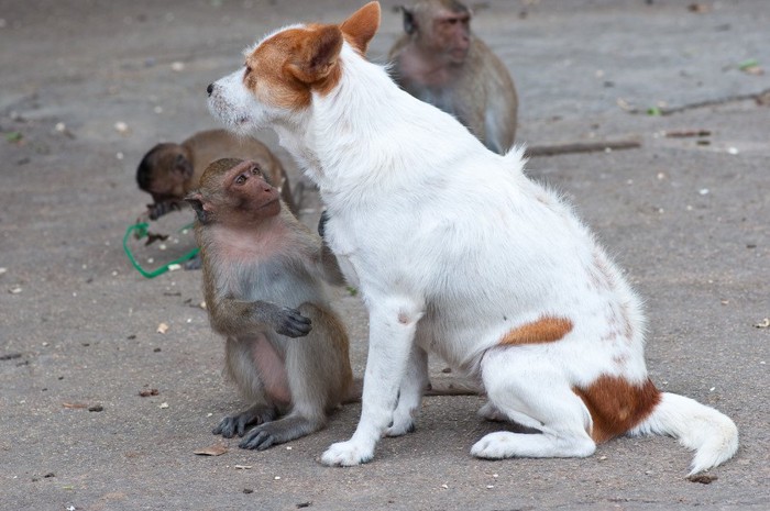 マカクと犬