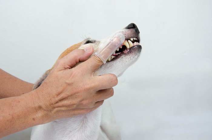 お手入れを嫌がる犬