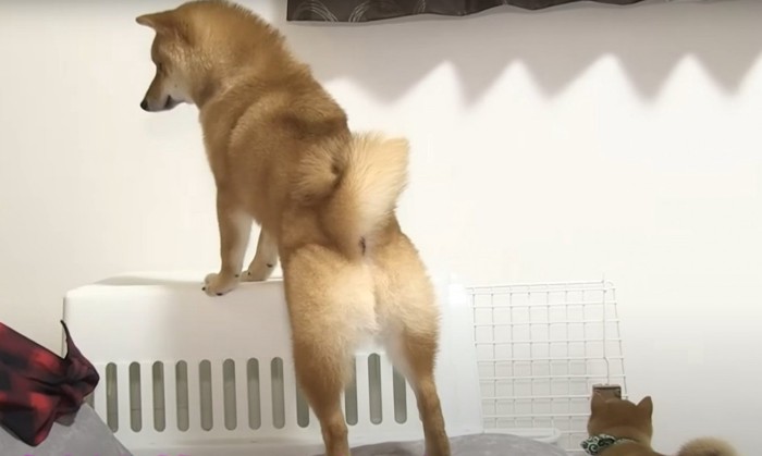 立ち上がる犬