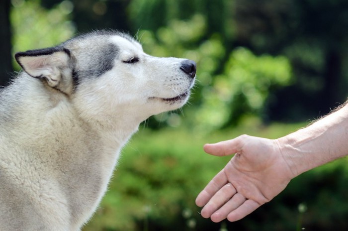 シベリアンハスキーに差し出された飼い主の手