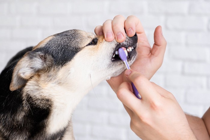 歯磨きする犬