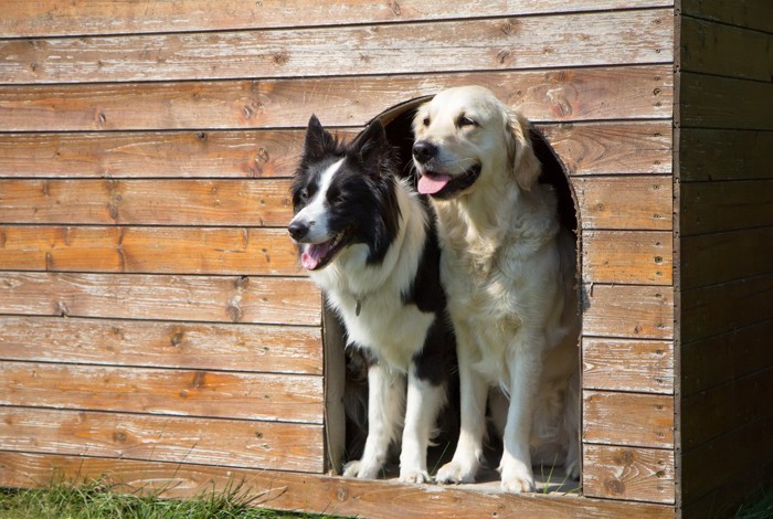 大きなハウスから顔を出す二頭の犬