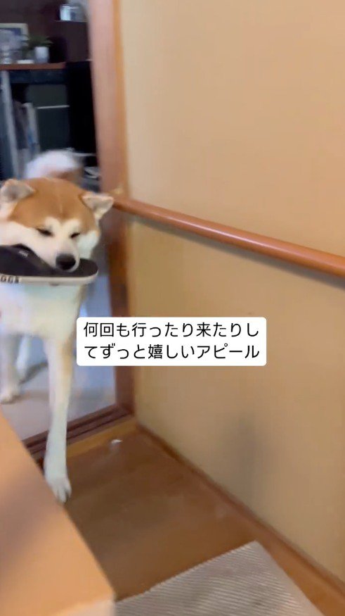 サンダルを咥えて玄関に向かう犬