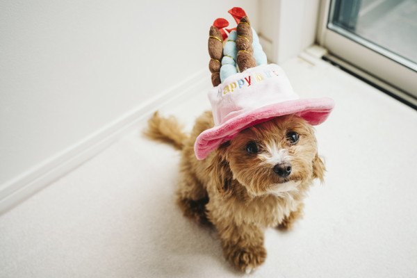 帽子をかぶる小型犬