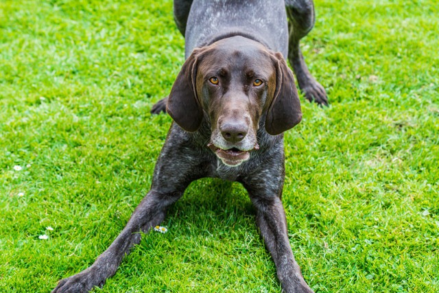 プレイバウをする犬