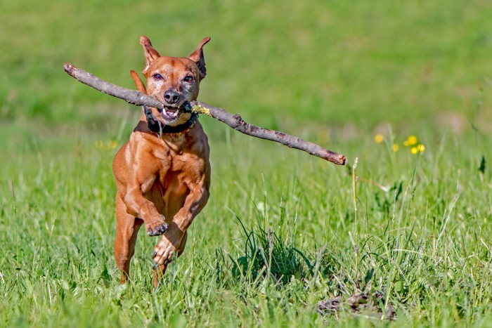 木の棒をくわえて走るジャーマン・ピンシャー