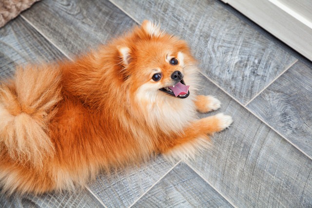 笑顔で飼い主を見上げている犬