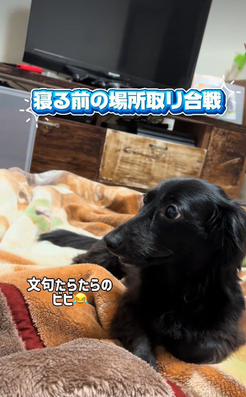 文句を言っているビビちゃん