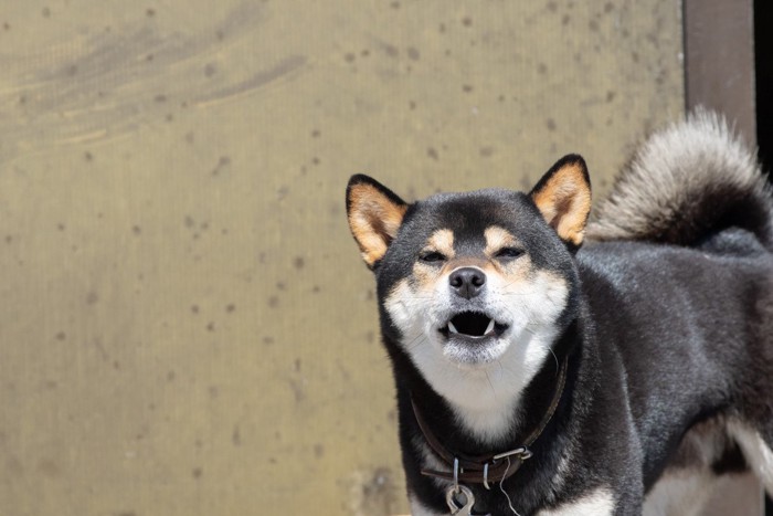 警戒して吠える柴犬