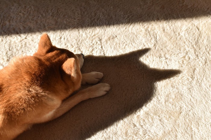 室内で日向ぼっこする柴犬の影