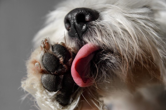 足裏を舐める犬の口元